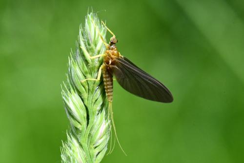 Ephemerella mucronata